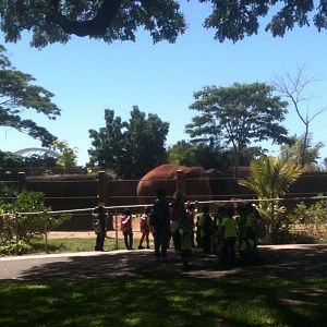 Asian Elephant Exhibit