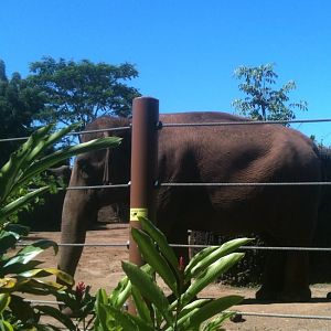 Asian Elephant Exhibit