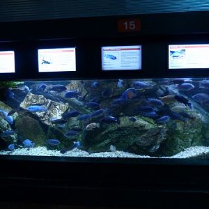 Chichlid tank