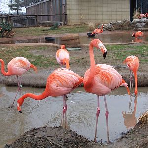 American Flamingo (Phoenicopterus ruber)