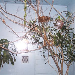 Cut-throat Finch (Amadina fasciata) Aviary