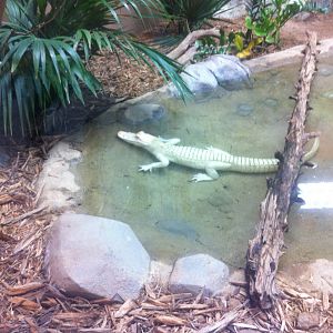 White Alligator Exhibit