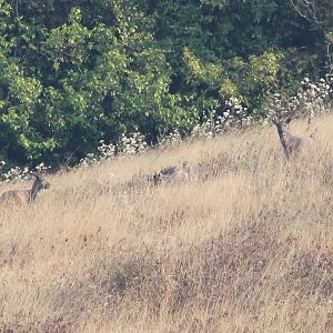 Chinese gorals (Naemorhedus griseus)