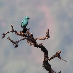 verditer flycatcher (Eumyias thalassinus)