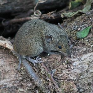 short-tailed gymnure (Hylomys suillus)