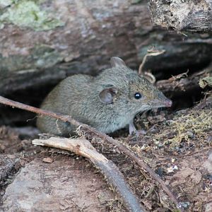 short-tailed gymnure (Hylomys suillus)