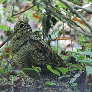 Eurasian woodcock (Scolopax rusticola)