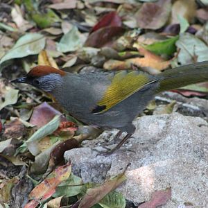 chestnut-crowned laughing thrush (Garrulax erythrocephalus)