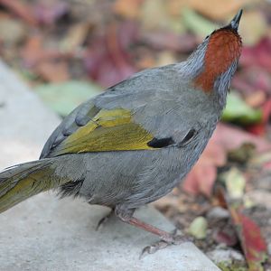 chestnut-crowned laughing thrush (Garrulax erythrocephalus)