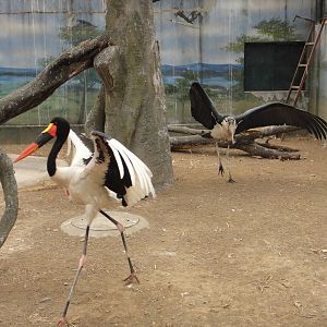 Marabou Stork (Leptoptilos crumeniferus) chasing Saddle-billed Stork (Ephip