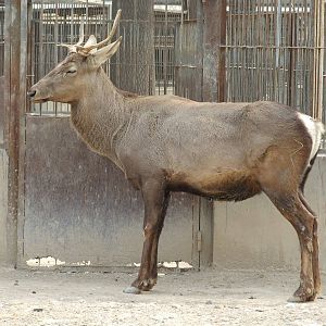 Sichuan deer (Cervus canadensis macneilli)
