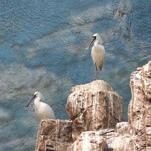 Black-faced Spoonbill (Platalea minor) and Common Spoonbill (Platalea leuco