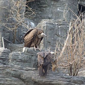 Himalayan Vulture (Gyps himalayensis)