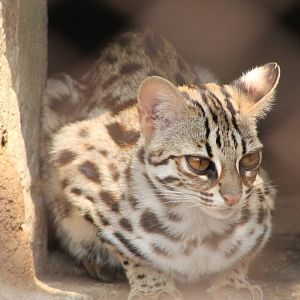 leopard cat (Prionailurus bengalensis)