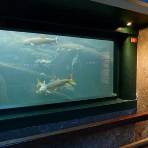 Tank for carp-like fish
