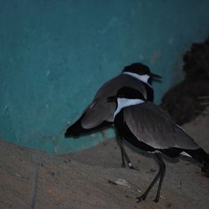 Spur-Winged Lapwings