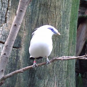 Bali Mynah