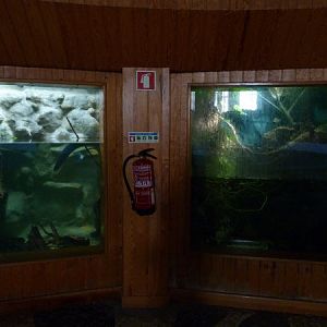 Electric eel (left) and piranha tanks