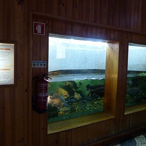 Pacu and catfish tank