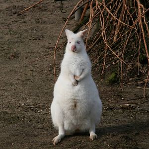 albino Bennett's wallaby