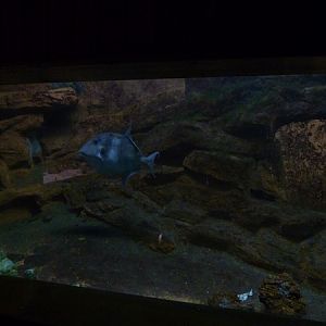 Grey Triggerfish tank