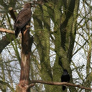 White-tailed Sea-eagle and a Raven
