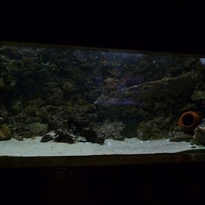 Octopus and Moray eel mixed tank