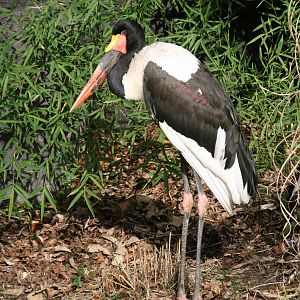 Saddle-billed Stork