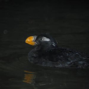 Tufted Puffin