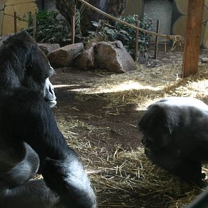Male Western lowland gorilla's