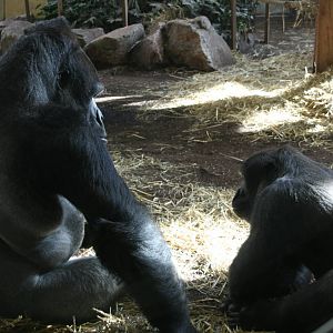 Male Western lowland gorilla's
