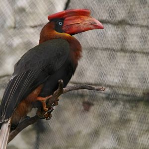 Rufous Hornbill