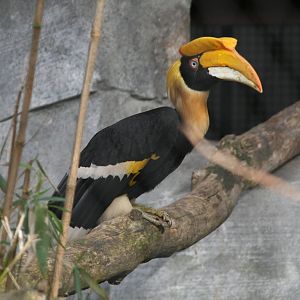Great Hornbill