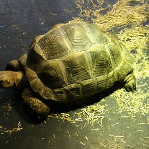 young Aldabra giant tortoise