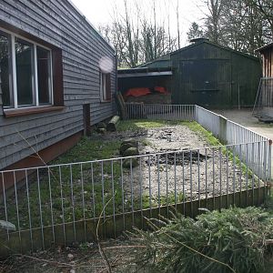 Aldabra giant tortoise off-show exhibit