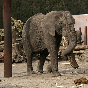 Tembo Carries a log