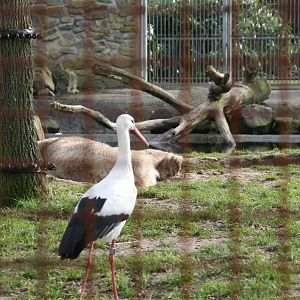 a White Stork in the polar bear exhibit