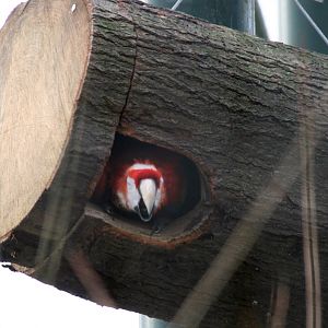 Scarlet Macaw in a outside nestbox