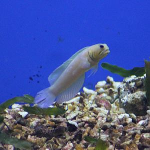 Yellow-fronted jawfish ?