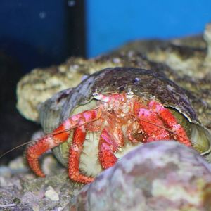 Heremite crab species