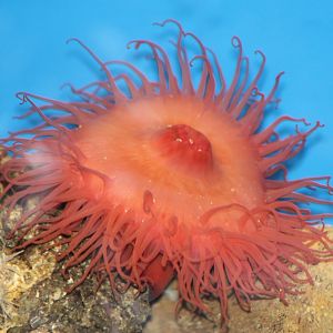 Somekind of sea-anemone