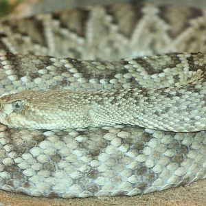 Mexican west coast rattlesnake