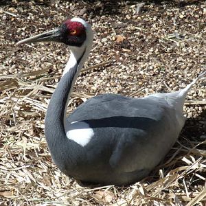 White-Naped Crane