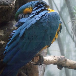 Blue-And-Yellow Macaw