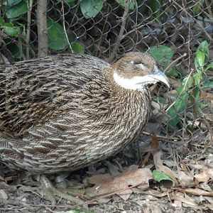 Himalayan Monal
