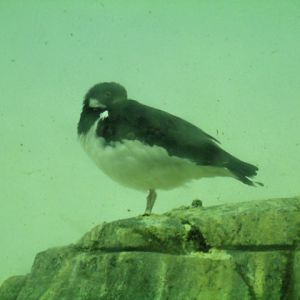 Eurasian Oystercatcher