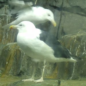 Greater Black-Backed Gulls
