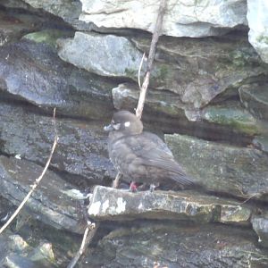 Harlequin Duck