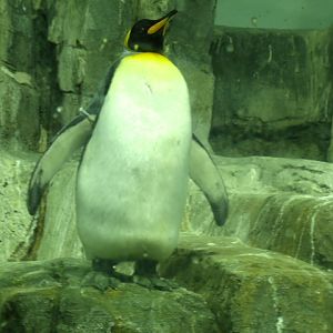 King Penguin