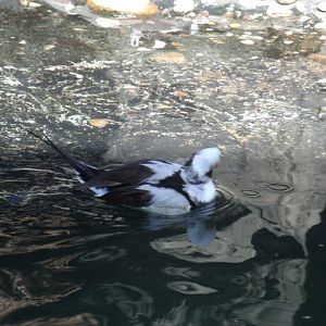 Long-Tailed Duck